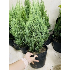 [GIAO HOẢ TỐC] CÂY SƠN TÙNG, (cao 30-40cm), cây Noel mini, cây Noel thật để bàn, cây Giáng sinh, Cây Tươi Nguyên CTN0720