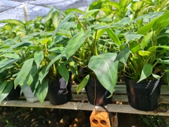 CÂY ĐẠI HOÀNG PHÚ, (cao 50cm), cây phong thủy hút tài lộc để bàn mini GIÁ RẺ, lọc không khí, Cây Tươi Nguyên CTN0460