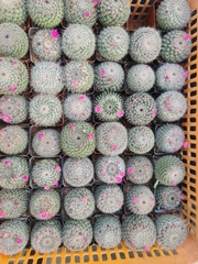 CÂY XƯƠNG RỒNG SINH NHẬT, (cao 5cm), cây phong thủy hút tài lộc để bàn mini GIÁ RẺ, lọc không khí, Cây Tươi Nguyên CTN0820