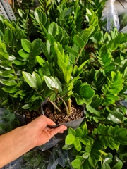 CÂY KIM TIỀN SIZE TRUNG,(cao 35cm), cây phong thủy hút tài lộc để bàn mini GIÁ RẺ, lọc không khí, Cây Tươi Nguyên CTN0250