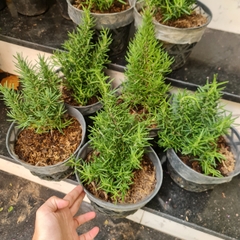 GIỐNG CÂY HƯƠNG THẢO (Rosemary), (cao 15-20cm), thuần khí hậu nóng Sài Gòn, cây hương liệu, Cây Tươi Nguyên CTN0750