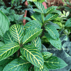 CÂY NGỰA VẰN Aphelandra Nees, (cao 20cm), cây cảnh Trong nhà, kiểng lá mini để bàn Văn phòng đẹp, GIÁ RẺ, Cây Tươi Nguyên