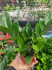 CÂY KIM TIỀN MINI Size mini, (cao 25cm), cây phong thủy hút tài lộc để bàn mini GIÁ RẺ, lọc không khí, Cây Tươi Nguyên CTN0240