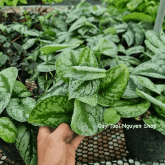 CÂY TRẦU BÀ LỤA CHẬU NHỰA Scindapsus Pictus Exotica, (cao 10cm), cây cảnh Trong nhà, kiểng mini để bàn, Cây Tươi Nguyên