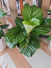 CÂY ĐUÔI CÔNG Táo xanh, (cao 35cm), cây phong thủy hút tài lộc để bàn mini GIÁ RẺ, lọc không khí, Cây Tươi Nguyên CTN0080
