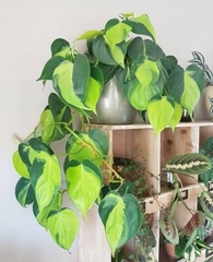 CÂY TRẦU BÀ BRAZIL CHẬU NHỰA, (cao 10cm), cây cảnh Trong nhà, kiểng lá mini để bàn Văn phòng đẹp, GIÁ RẺ, lọc không khí, Cây Tươi Nguyên CTN1514