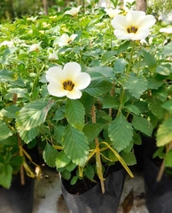 CÂY HOA DỪA KEM, (cao 20cm), Cây cảnh, dễ trồng GIÁ RẺ, nở quanh năm, Cây Tươi Nguyên CTN0270