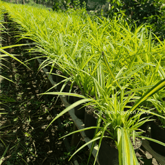 CÂY LÁ DỨA THÁI SỌC VÀNG, (cao 20cm), cây giống trồng cảnh trang trí sân vườn, ban công, dễ trồng GIÁ RẺ, Cây Tươi Nguyên