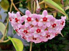 CÂY CẨM CÙ CẨM THẠCH Size Mini, (cao 10cm), cây phong thủy hút tài lộc để bàn mini GIÁ RẺ, lọc không khí, Cây Tươi Nguyên CTN1080