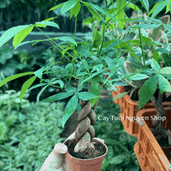 CÂY KIM NGÂN THÂN XOẮN, (cao 25cm), cây cảnh Trong nhà, kiểng lá mini để bàn Văn phòng đẹp, GIÁ RẺ, Cây Tươi Nguyên