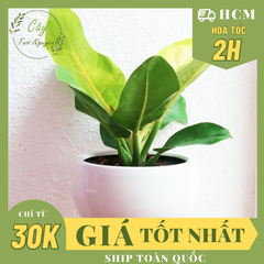 CÂY TRẦU BÀ ĐẾ VƯƠNG Vàng, (cao 35cm), cây phong thủy hút tài lộc để bàn mini GIÁ RẺ, lọc không khí, Cây Tươi Nguyên CTN0020