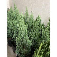 [GIAO HOẢ TỐC] CÂY SƠN TÙNG, (cao 30-40cm), cây Noel mini, cây Noel thật để bàn, cây Giáng sinh, Cây Tươi Nguyên CTN0720
