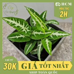 [Mua 2 giảm 15K ship] CÂY TRẦU BÀ NHUNG (SỌC TRẮNG) ,(cao 25cm), cây phong thủy hút tài lộc để bàn mini GIÁ RẺ, lọc không khí, Cây Tươi Nguyên CTN0210