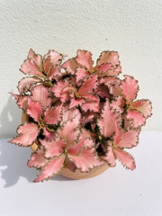 [Mua 2 giảm 15K ship] CÂY CẨM NHUNG FITTONIA (cây may mắn), (cao 5cm), cây phong thủy hút tài lộc để bàn mini GIÁ RẺ, lọc không khí, Cây Tươi Nguyên CTN0140