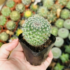 CÂY XƯƠNG RỒNG MINI ĐỒNG GIÁ, Size bé 3~5cm, NHIỀU LOẠI cây trang trí bàn, lọc không khí, dễ trồng, Cây Tươi Nguyên