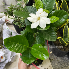 CÂY LÀI THIÊN HƯƠNG GIỐNG MỚI, hoa rất thơm ,(cao 25cm), Hoa giống cảnh sân vườn, ban công, dễ trồng GIÁ RẺ, nở quanh năm, Cây Tươi Nguyên CTN1300