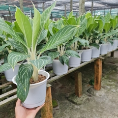 CÂY BẠCH MÃ HOÀNG TỬ, (cao 30cm), cây phong thủy hút tài lộc để bàn mini GIÁ RẺ, lọc không khí, Cây Tươi Nguyên CTN0350