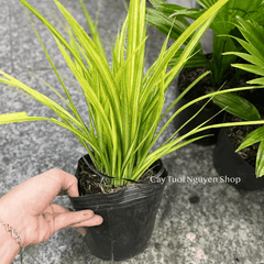 CÂY LÁ DỨA THÁI SỌC VÀNG, (cao 20cm), cây giống trồng cảnh trang trí sân vườn, ban công, dễ trồng GIÁ RẺ, Cây Tươi Nguyên
