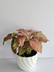 CÂY TRẦU BÀ HỒNG, (cao 15cm), cây phong thủy hút tài lộc để bàn mini GIÁ RẺ, lọc không khí, Cây Tươi Nguyên CTN0310