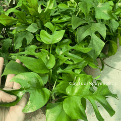 CÂY TRẦU BÀ LÁ XẺ LEO MONSTERA MINI, (cao 25cm), cây cảnh Trong nhà, kiểng lá mini để bàn đẹp, GIÁ RẺ, Cây Tươi Nguyên