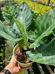 CÂY TRẦU BÀ ĐẾ VƯƠNG Xanh,(cao 30cm), cây phong thủy hút tài lộc để bàn mini GIÁ RẺ, lọc không khí, Cây Tươi Nguyên CTN0020
