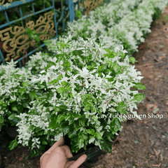 CÂY TUYẾT CẦU Alternanthera Snowball, (cao 25cm), cây giống cảnh sân vườn, ban công, dễ trồng GIÁ RẺ, Cây Tươi Nguyên