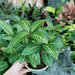 CÂY NGỰA VẰN Aphelandra Nees, (cao 20cm), cây cảnh Trong nhà, kiểng lá mini để bàn Văn phòng đẹp, GIÁ RẺ, Cây Tươi Nguyên