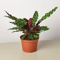 CÂY ĐUÔI PHỤNG ĐỎ Nhỏ, (cao 10cm), cây phong thủy hút tài lộc để bàn mini GIÁ RẺ, lọc không khí, Cây Tươi Nguyên CTN0030
