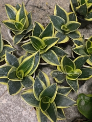 CÂY LƯỠI HỔ BÚP SEN, (cao 10cm), Màu Xanh, cây cảnh Trong nhà, kiểng lá mini để bàn Văn phòng đẹp, GIÁ RẺ, Cây Tươi Nguyên