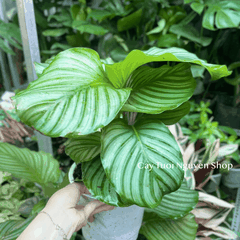 CÂY ĐUÔI CÔNG TÁO XANH SIZE LỚN, (cao 30cm), cây cảnh Trong nhà, kiểng lá mini để bàn Văn phòng, GIÁ RẺ, Cây Tươi Nguyên