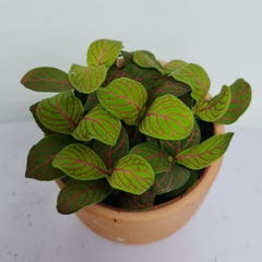 [Mua 2 giảm 15K ship] CÂY CẨM NHUNG FITTONIA (cây may mắn), (cao 5cm), cây phong thủy hút tài lộc để bàn mini GIÁ RẺ, lọc không khí, Cây Tươi Nguyên CTN0140