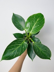 CÂY TRẦU BÀ ĐẾ VƯƠNG Kim cương - Cẩm thạch, (cao 25cm), cây phong thủy hút tài lộc để bàn mini GIÁ RẺ, lọc không khí, Cây Tươi Nguyên CTN0020