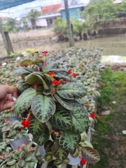 CÂY GẤM HẢI ĐƯỜNG, (cao 20cm), cây phong thủy hút tài lộc để bàn mini GIÁ RẺ, lọc không khí, Cây Tươi Nguyên CTN0230