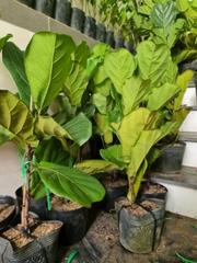 CÂY BÀNG SINGAPORE TRUNG, (cao 40-50cm), cây phong thủy hút tài lộc để bàn mini GIÁ RẺ, lọc không khí, Cây Tươi Nguyên CTN0170
