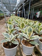 CÂY ĐA CẨM THẠCH (VAR), (cao 30cm), cây phong thủy hút tài lộc để bàn mini GIÁ RẺ, lọc không khí, Cây Tươi Nguyên CTN0200