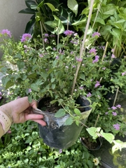 CÂY HOA NGŨ SẮC TÍM, (cao 25cm), Cây cảnh, dễ trồng GIÁ RẺ, nở quanh năm, Cây Tươi Nguyên CTN0380