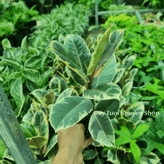 CÂY ĐA ?BÚP ĐỎ CẨM THẠCH VAR ,(cao 20cm), cây cảnh Trong nhà, kiểng lá mini để bàn đẹp, GIÁ RẺ, Cây Tươi Nguyên CTN1455