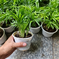 [Mua 2 giảm 15K ship] CÂY CAU TIỂU TRÂM, (cao 15cm), cây phong thủy hút tài lộc để bàn mini GIÁ RẺ, lọc không khí, Cây Tươi Nguyên CTN0010
