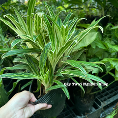 CÂY GIỮ TIỀN VÀNG ,(cao 25cm), cây cảnh Trong nhà, kiểng lá mini để bàn Văn phòng đẹp, GIÁ RẺ, lọc không khí, Cây Tươi Nguyên CTN1558
