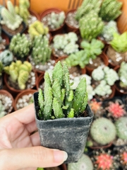 CÂY XƯƠNG RỒNG MINI ĐỒNG GIÁ, Size bé 3~5cm, NHIỀU LOẠI cây trang trí bàn, lọc không khí, dễ trồng, Cây Tươi Nguyên