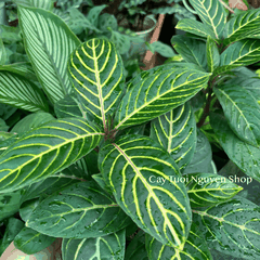 CÂY NGỰA VẰN Aphelandra Nees, (cao 20cm), cây cảnh Trong nhà, kiểng lá mini để bàn Văn phòng đẹp, GIÁ RẺ, Cây Tươi Nguyên