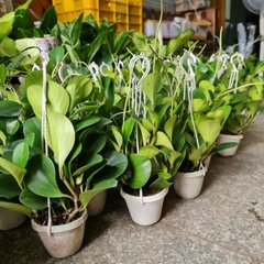 [Mua 2 giảm 15K ship] CÂY TRƯỜNG SINH, (cao 12-15cm), cây phong thủy hút tài lộc để bàn mini GIÁ RẺ, lọc không khí, Cây Tươi Nguyên CTN0130