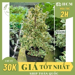 [HOẢ TỐC] CHẬU CÂY ĐA TAM PHÚC LÁ TIM Size lớn (50cm), lá sum suê, cây cảnh decor, cây trang trí, Cây Tươi Nguyên