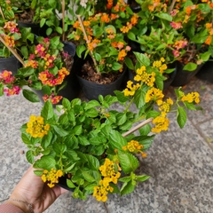 [CHỈ GIAO HCM] CÂY HOA NGŨ SẮC NHIỀU MÀU, (cao 15cm), Cây cảnh, dễ trồng GIÁ RẺ, nở quanh năm, Cây Tươi Nguyên CTN0870