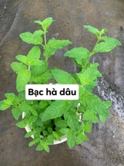 [CHỈ GIAO HCM - GIA VỊ TƯƠI] CÂY GIA VỊ ÂU DỄ TRỒNG TẠI VN, trồng sẵn phát triển ổn định, mùi thơm giá rẻ, cây hương liệu