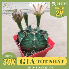 CÂY XƯƠNG RỒNG GYMNO, (cao 5cm), cây phong thủy hút tài lộc để bàn mini GIÁ RẺ, lọc không khí, Cây Tươi Nguyên CTN0610