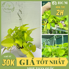[CHẬU TREO] CÂY TRẦU BÀ THÁI VÀNG mini ,(cao 10cm), cây cảnh Trong nhà, kiểng lá để bàn, GIÁ RẺ, Cây Tươi Nguyên CTN1452