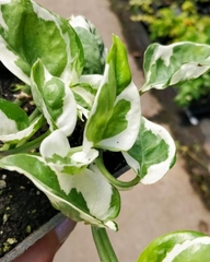 CÂY TRẦU BÀ CẨM THẠCH, (cao 15 cm), cây phong thủy hút tài lộc để bàn mini GIÁ RẺ, lọc không khí, Cây Tươi Nguyên CTN0440
