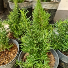 GIỐNG CÂY HƯƠNG THẢO (Rosemary), (cao 15-20cm), thuần khí hậu nóng Sài Gòn, cây hương liệu, Cây Tươi Nguyên CTN0750