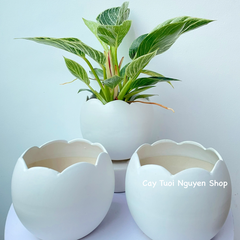 CHẬU TRÁNG MEN VỎ TRỨNG 13*12CM, (1 chậu),chậu trồng cây, trang trí nội thất, Cây Tươi Nguyên CTN1494